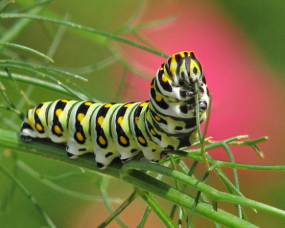 Gąsienica Papilio polyxenes, motyla z rodziny paziowatych; CC BY-NC-ND 2, https://www.flickr.com/photos/vickisnature/21783048786/