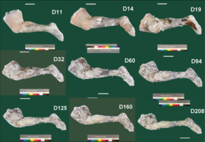 Postp mumifikacji nogi wspóczesnej, Papageorgopoulou et al. 2015