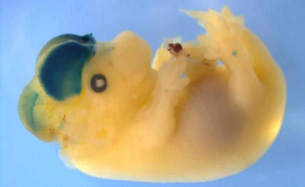 Embrion myszy.