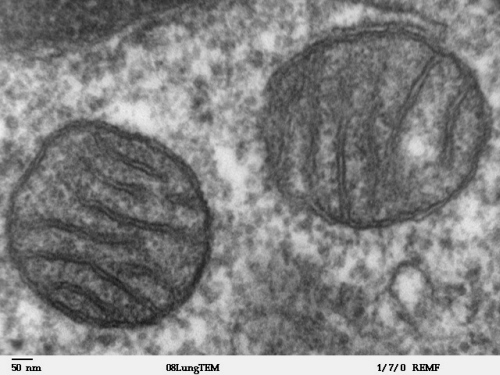 Mitochondria, obraz w mikroskopie elektronowym; Louisa Howard, domena publiczna