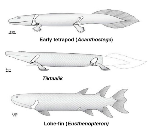 Zaadaptowane z rysunku Johna Westlunda, University of Chicago.