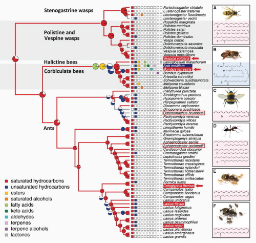  “Ilustracja 2 Ewolucyjna historia królowej i sygnaów podnoci w gównych kladach spoecznych owadów bonkoskrzydych.  Kady naprzemiennie pokolorowany klad wskazuje na niezalene pochodzenie eusocjalnoci. Diagramy koowe pokazuj prawdopodobiestwo uycia rónych klas zwizków chemicznych jako sygnaów królowej czyli sygnaów podnoci. (…). Sporód wszystkich zwizków wglowodory nasycone (liniowe i metylo-rozgazione alkany s najczciej wskazywane jako konserwatywne sygnay królowej lub podnoci w kilku grupach owadów eusocjalnych, które wyewoluoway niezalenie od siebie.