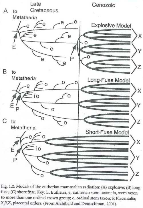 Modele radiacji ssaków łożyskowych (Rose, 2006); grubsze linie reprezentują istniejące rzędy ssaków łożyskowych.