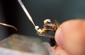 Pobranie nasienia trutnia pszczoły miodnej, które posłuży do sztucznego zapłodnienia królowej.