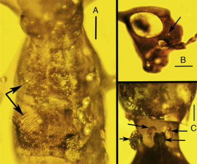 (from paper) Holotype of Aethiocarenus burmanicus gen. et sp. nov. in Myanmar amber. A. Dorsal view of base of pronotum, mesonotum and metanotum. Arrows show strange setal pattern on dorsum of mesonotum and metanotum. Scale bar = 0.2 mm. B. Lateral view of head showing antennal insertion and ocellus (arrow). Scale bar = 167 μm. C. Secretory glands (upper arrows) and secretion deposits (lower arrows) on neck. Scale bar = 68 μm.