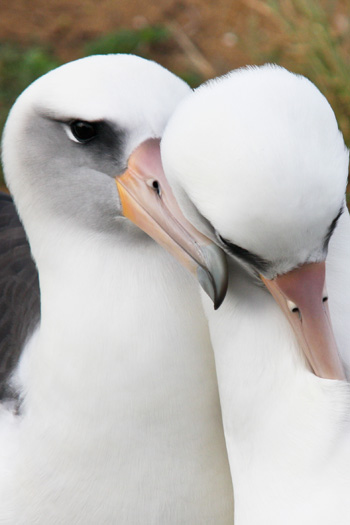 Dwie samice albatrosa. Zdjcie: Lindsay Young