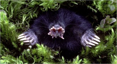 Gwiazdonos (Condylura cristata); zdjęcie Gary Meszaros/Photo Researchers