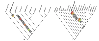 <span>h, i, Kladogramy z poczonych analiz K oraz S&G (jak w a i b), z apomorfami dodanymi do kladogramu, by zilustrowa sugerowany wzór ewolucyjnej zmiany. Charakterystyki zrekonstruowane w wzach A i B dostarczaj odnoników do zidentyfikowania apomorfów A. anamensis i A. afarensis, które s pokazane tutaj jako prostokty zawierajce skróty etykietek cech. Znaki czerwone, pomaraczowe, zote i zielone opisuj podobn morfologi i pojawiaj si w obu uprzednio opublikowanych 27,33. Patrz Supplementary Note 9 i Supplementary Table 1.</span>