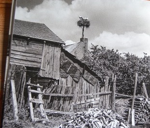 Romantyczne bocianie gniazdo, stojce w pobliu wymagajcego drobnych remontów budynku gospodarczego.