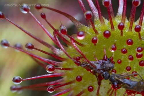 Rosiczka okrgolistna (Drosera rotundifolia) z bagna Ponkapoag, MA z dwiema na wpó strawionymi muszkami.