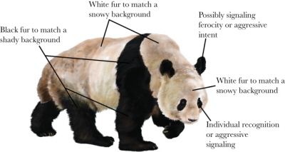 (z artykuu): Hipoteza robocza dla ubarwienia sierci pandy wielkiej (rysunek: Ricky Patel).