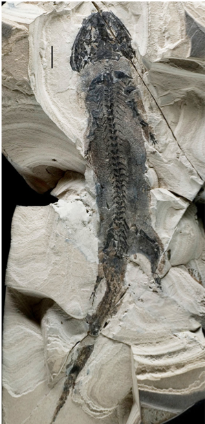 Figure 1. Whole specimen of Micromelerpeton credneri. Specimen MB.Am.1210 showing the exceptional quality of preservation of fossil amphibians from the fossil lake deposits of Lake Odernheim. Note the preservation of ‘skin shadow’, external gills, retinal pigments and scalation patterns. Scale bar equals 1 cm.
