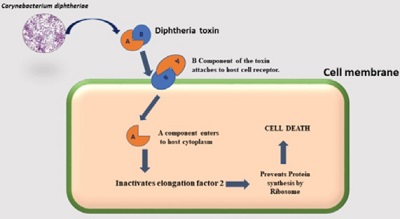 <span>Mechanizm dziaania toksyny boniczej; CC-BY; </span>https://www.peertechz.com/articles/pathogenesis-of-corynebacterium-diphtheriae-and-available-vaccines-an-overview.pdf