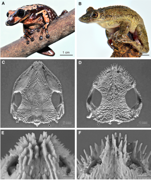 Figure 1. Head Spines of Aparasphenodon brunoi and Corythomantis greeningi (A and B) Adult frogs A. brunoi (A) and C. greeningi (B). (C and D) Co-ossified skulls of A. brunoi (C) and C. greeningi (D); arrowheads point to occipital region. (E and F) Higher magnification of the rostral margin of the skull of A. brunoi (E) and C. greeningi (F).