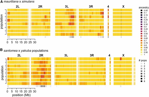 (From paper): Genome-wide distribution of ancestry in all admixed populations. Heatmaps showing ancestry estimates summarized in 5-kb genomic windows for each chromosome or chromosomal arm in the D. simulans (A) and D. yakuba (B) reference genomes. Each row is a different admixed population and colors reflect ancestry ranging from 0 (fixed for “minor” parent ancestry) to 1 (fixed for “major” parent ancestry). The bottom row summarizes the number of populations that showed evidence of a given genomic window still segregating for both parental species’ ancestry (i.e., ancestry estimate < 0.8).