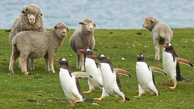 <span>Dominujce gatunki na Falklandach razem © Jeremy Richards</span>
