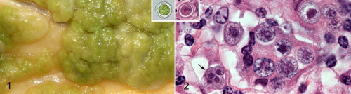 Chlorellowe zapalenie otrzewnej u krów; wstawki i ilustracja po prawej – obraz mikroskopowy, w tym maa wstawka po lewej – niewybarwiona komórka chlorelli; http://vet.sagepub.com/content/early/2012/06/11/0300985812450722.full