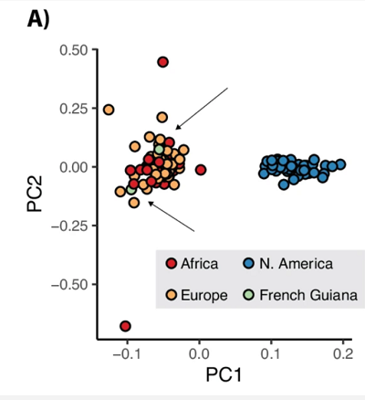 (z artykuu): A Principal Component Analysis (PCA) using SNPs with less than 10% missing data per sample and pruned for LD (13 206 SNPs), the variances explained by the two first axes are 6.26% and 5.21%;
