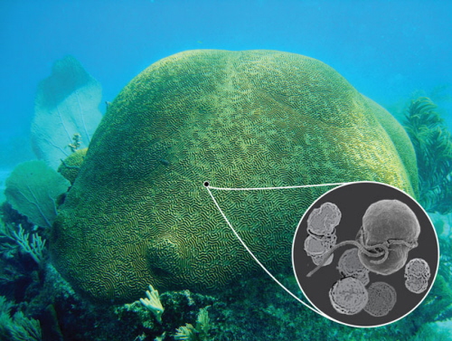 Koralowiec, Pseudodiploria strigosa (zdjecie: Robin T. Smith, Science Under Sail) z glonem Symbiodinium (wstawka; zdjęcie: Sung Yeon Lee i Hae Jin Jeong, Seoul National University).