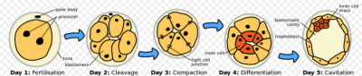 Pocztki rozwoju zarodkowego; Zephirys, Wikipedia, CC BY-SA 3.0; https://en.wikipedia.org/wiki/Human_embryogenesis#/media/File:HumanEmbryogenesis.svg