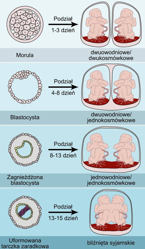 Typy blinit jednojajowych; Kevin Dufendach, deriv. Micha Komorniczak; CC BY 3.0