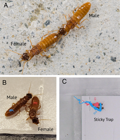 (Z artykuu): Wzgldna pozycja samic i samców tworzcych pary godowe. (A – C) Pary kojarzce si termitów C. formosanus w (A) naturalnym biegu w tandemie oraz (B i C) na lepkiej powierzchni. Samice zaznaczono na czerwono, samce na niebiesko. Wijce si linie wskazuj trajektorie samicy i samca w cigu 30 minut od wejcia pary w lepk puapk.