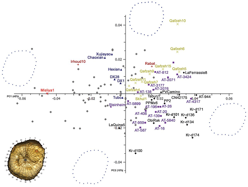 First two principal components (PCs) of the crown shape of Misliya-1 M1. Misliya-1 is distinct from Neandertals and other Middle Pleistocene hominins and clearly grouped with modern humans. Red star, Misliya-1; gray circles, recent modern humans (without labels), Upper Paleolithic and Epipaleolithic modern Homo (with labels); black diamonds, Neandertals; yellow X, early modern humans; violet square, European Early and Middle Pleistocene Homo; burgundy plus sign, African Early and Middle Pleistocene Homo; blue triangle, Middle Pleistocene Asian specimens; for the specimen labels, refer to table S7.