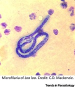 <span>Mikrofilaria we krwi; C BY 4.0, </span>https://www.cell.com/trends/parasitology/fulltext/S1471-4922(18)30021-7