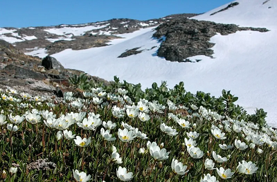 <span>Ciepe i przytulne kwiaty dbika omiopatkowego © Siberian Jay, Wikimedia Commons.</span>