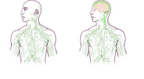 By moe ju niedugo ryciny ilustrujce sie naczy limfatycznych czowieka zamiast wersji po lewej zaczn przypomina wersj po prawej stronie; University of Virginia Health System; http://www.eurekalert.org/multimedia/pub/92761.php