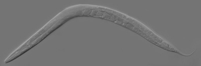 Caenorhabditis elegans, prawdopodobnie najsynniejszy robak wiata nauki; Bob Goldstein; CC BY-SA 3.0