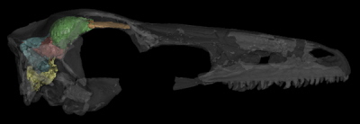 Obraz 3D utworzony z tomografii komputerowej dinozaura Zanabazar junior. Na tej ilustracji wewntrzny odlew (mózg) jest ciemny a czaszka przejrzysta<br /> Amy Balanoff, AMNH