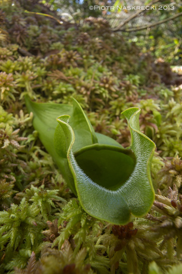 Wygldajc jak godny w z otwart paszcz dzbanecznik (Sarracenia purpurea) zaprasza niczego nie podejrzewajce owady do miertelnej puapki.