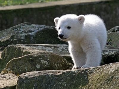 Mody niedwiadek Knut w berliskim ZOO (2007); CC BY-SA 2.0; Wikipedia