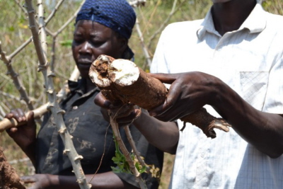 Roslina manioku zniszczona przez chorob brunatnych bruzd