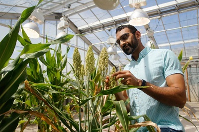 Dhruv Patel kontroluje modyfikowane roliny w laboratorium.