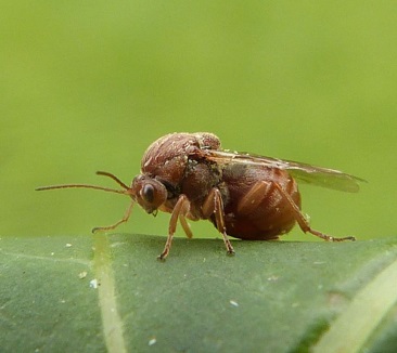 Ilustracja. 6. Osa marmurkowa, Andricus kollari © Graham Calow, NatureSpot.<span> </span>