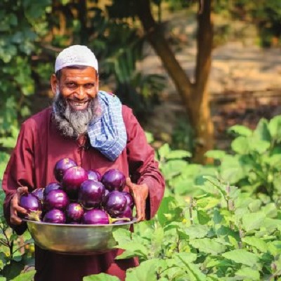 Na zdjęciu: Farmer z Bangladeszu, Chalilur Rahman, pokazuje swoje zbiory bakłażanów Bt. Zdjęcie: Arif Hossain