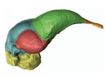 Mózg archeopteryksa zrekonstruowany ze skamieniaoci. Kolory oznaczaj obszary mózgu: opuszki wchowe (pomaraczowy), mózg (zielony), paty wzrokowe (róowy), módek (niebieski) i pie mózgu (óty). Z Balanoff et al., Nature 2013