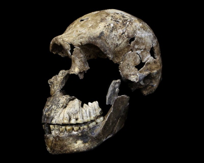 Mija pótora roku od odkrycia noewgo gatunku homininów nazywanego Homo naledi, czaszka znaleziona w Rising Star Cave nieopodal  Johannesburga.