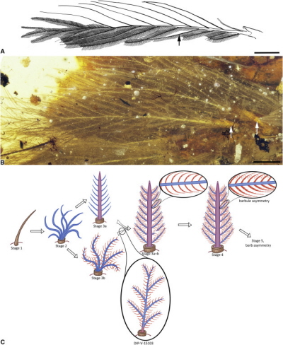 DIP-V-15103 Structural Overview and Feather Evolutionary-Developmental Model Fit (A and B) Overview of largest and most planar feather on tail (dorsal series, anterior end), with matching interpretive diagram of barbs and barbules. Barbules are omitted on upper side and on one barb section (near black arrow) to show rachidial barbules and structure; white arrow indicates follicle. (C) Evolutionary-developmental model and placement of new amber specimen. Brown denotes calamus, blue denotes barb ramus, red denotes barbule, and purple denotes rachis [as in 5, 12]. Scale bars, 1 mm in (A) and (B).