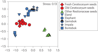 (From paper): Similarity in the composition of volatile blends of seeds and animal droppings is based on non-metric multidimensional scaling. Symbols for other Restionaceae (Methods, Supplementary Table 3) that overlap are slightly offset for clarity. The composition of scent sampled from Ceratocaryum seeds is very similar (R = 0.75, P = 0.33) to that of dung of local herbivores (eland and bontebok), but differs markedly (R = 1.0, P = 0.028) from that of seeds of other Restionaceae (nested ANOSIM permutation test).