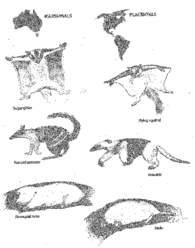 Adaptacyjna radiacja i konwergencja u torbaczy australijskich (Rys. 20 z Ewolucja jest faktem ©  Kapi Monoyios).