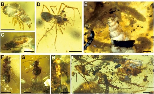 <span>Amber inclusions. (B) Acari: Phthiracaridae. (C) Acari: Euphthiracoidea. (D) Araneae: Oonopidae. (E) Diplopoda. (F) Diptera: Phoridae. (G) Hymenoptera: Chrysidoidea. (H) Coleoptera. (I) Blattodea. (Scale bars, 1 mm in E and H. Scale bars, 0.5 mm in B–D, F, and G. Scale bar, 2 mm in I.)</span>