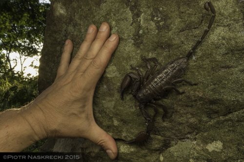Skorpion Hadogenes granulatus z twardzielca Bunga w Gorongosa, jeden z najwikszych skorpionów na wiecie.