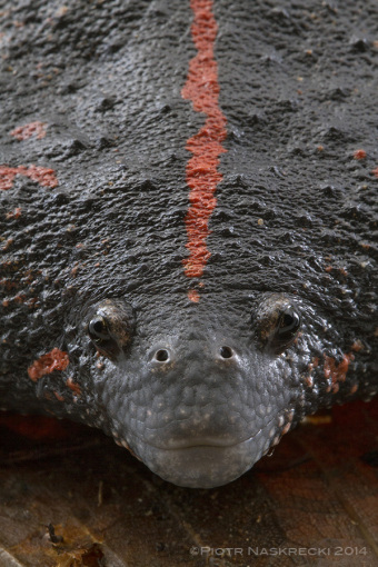 Portret uo, czyli nosatki meksykaskiej (Rhinophrynus dorsalis) z Belize.