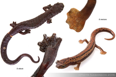 Wród wielu adaptacji do ycia nadrzewnego s przypominajce poduszki/przyssawki stopy salamander bezpucnikowatych. Mimo ogólnego podobiestwa ten ksztat stopy wyewoluowa niezalenie u rónych gatunków rodzaju Bolitoglossa.