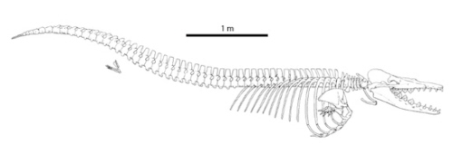 Dorudon. Z M. Uhen, Annu. Rev. Earth Planet. Sci. 2010. 38:189–219