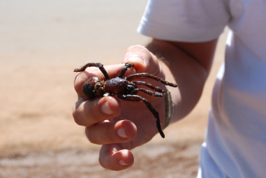 <span>Arachnofagia moe (u nas przynajmniej) nie brzmie swojsko, nie na takie rzeczy jednak mona si natkn podczas wakacyjnych wyjazdów; czciowo nadjedzony smaony ptasznik; Paul Mannix, CC BY 2.0, </span>https://www.flickr.com/photos/paulmannix/3189391556/