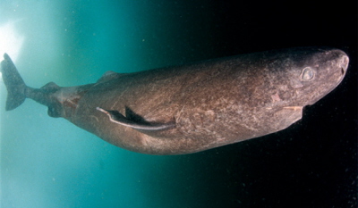Rekin polarny (Somniosus microcephalus), mao znany gatunek, rywalizuje rozmiarami z araczem biaym. Wedug Wikipedii, osobniki mog dochodzi do 7,3 m i way ponad 1400 kg.  